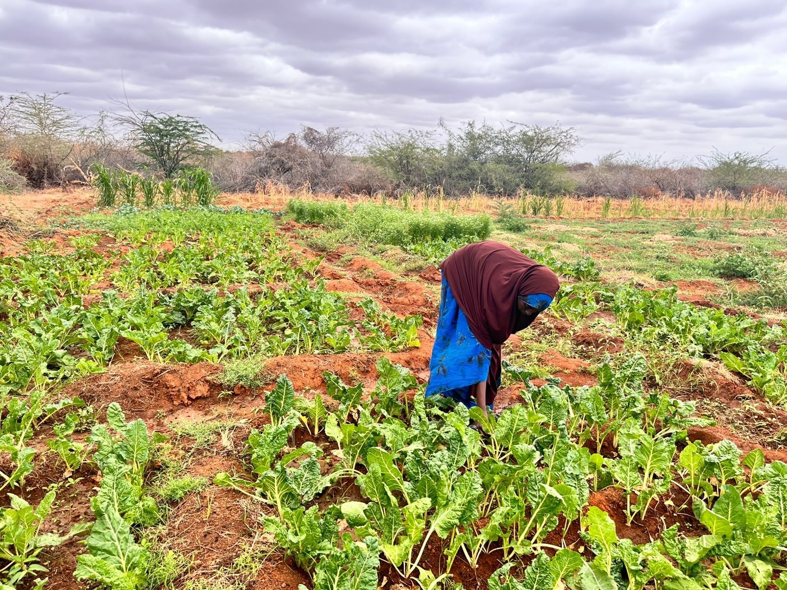 Mandera Farmer Fatuma Mohamed Reaps Success Under HANAANO Climate-Smart Agriculture Programme